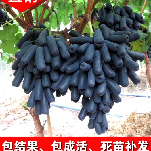 平邑县葡萄树苗蓝宝石葡萄苗葡萄南方北方种植盆栽地栽庭院爬藤当年结果
