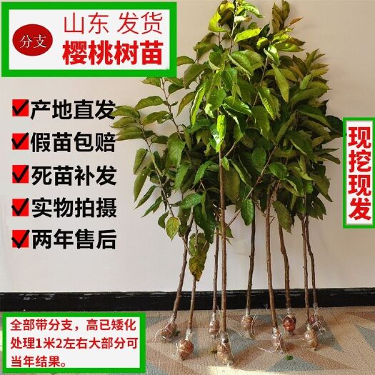 平邑县甜樱桃苗  车厘子大樱桃嫁接四季水果树苗当年结果盆地栽南北方种植阳台特大