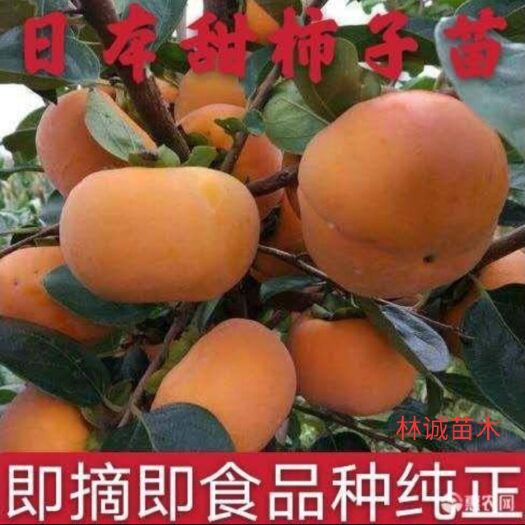 阳丰甜柿苗 优质嫁接苗  产地直销  现苗现挖  包品种
