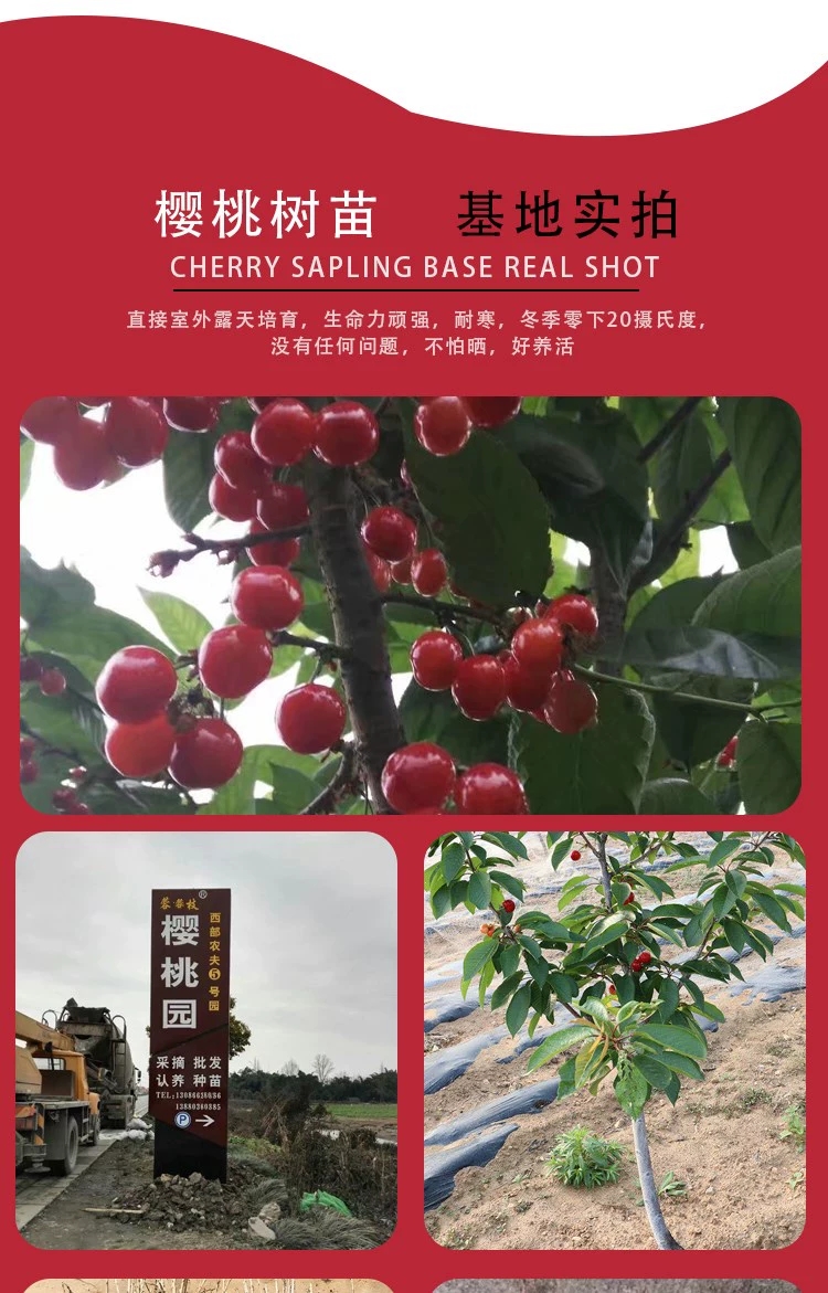 甜樱桃苗  车厘子大樱桃嫁接四季水果树苗当年结果盆地栽南北方种植阳台特大