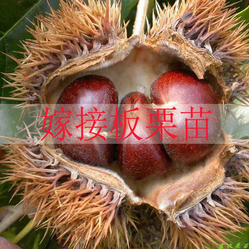有机板栗  嫁接板栗树苗大红袍栗子各种水果苗南方北方地栽种植当年结果