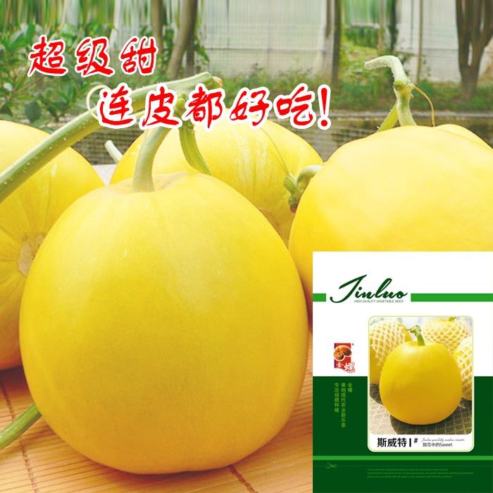 夏邑县鼎牌斯威特1号甜瓜种子，早熟黄皮，口感酥脆甜，果皮都好吃