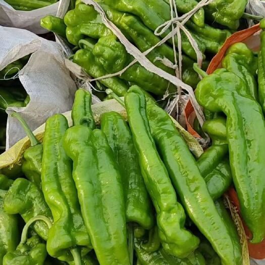费县鲜辣椒，山东辣椒大量上市，精品薄皮椒