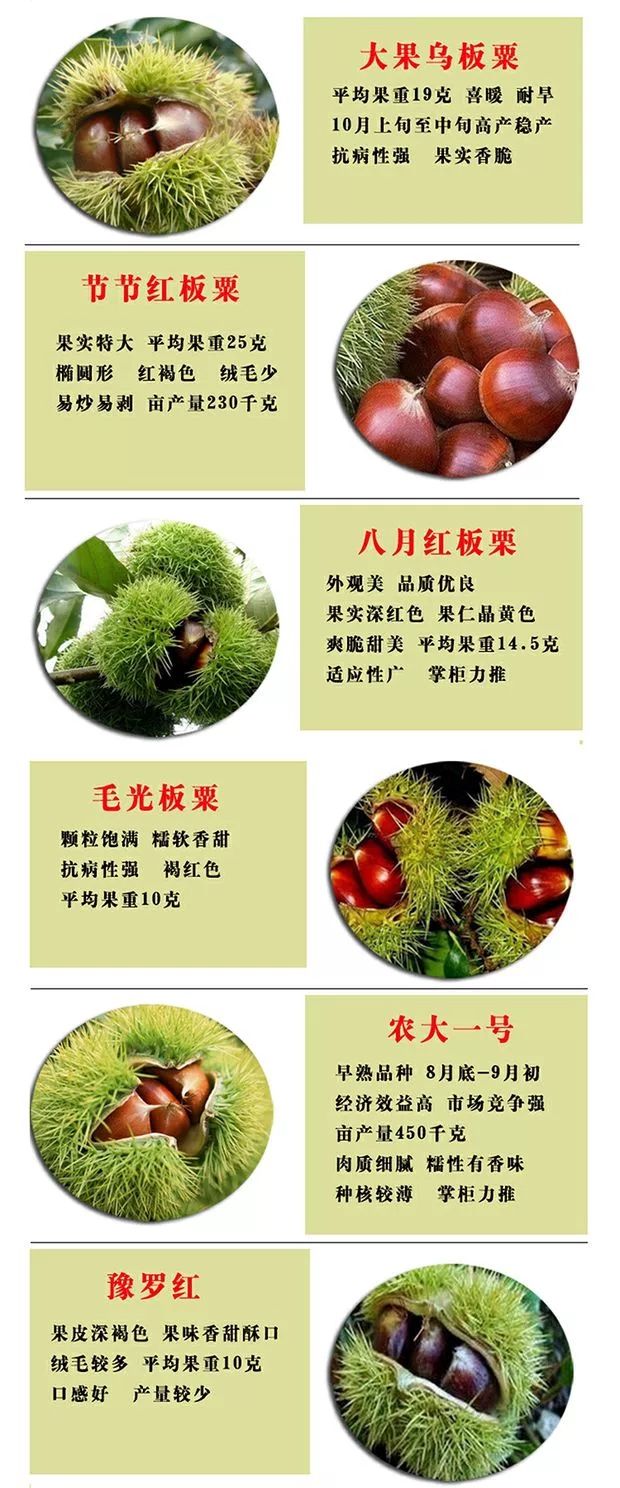 有机板栗  嫁接板栗树苗大红袍栗子各种水果苗南方北方地栽种植当年结果