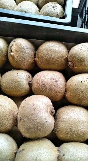 砀山猕猴桃大量上市，有要联系，