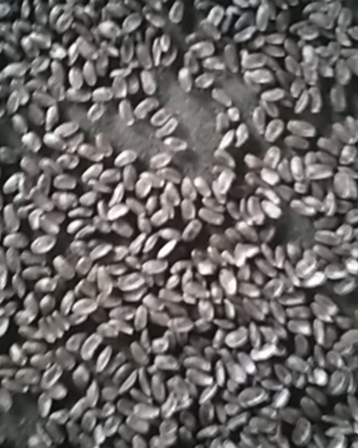 出售大量3号吊瓜子，求老板收购