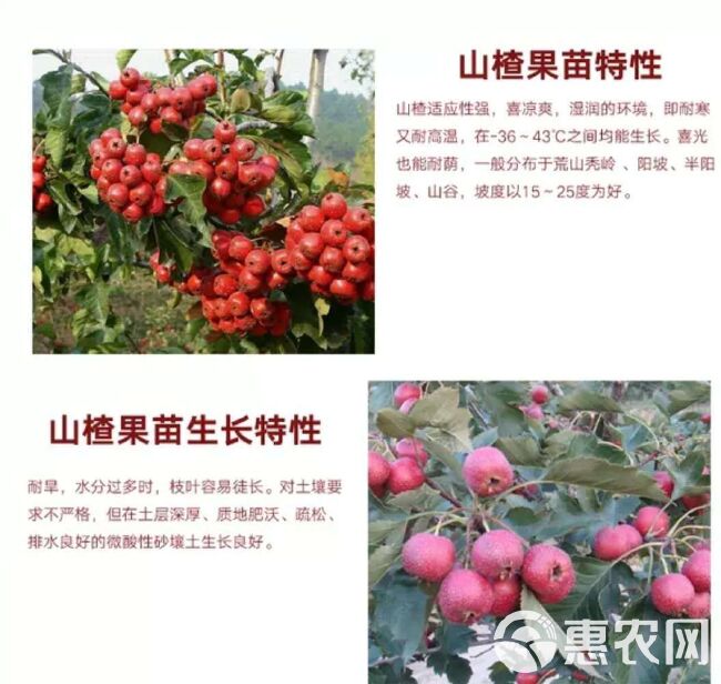 大绵球山楂树苗  保证嫁接苗，现挖现发，基地直销