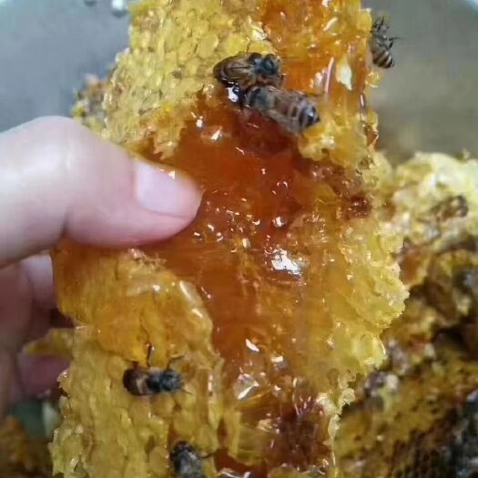 田林县土蜂蜜  正宗蜜糖