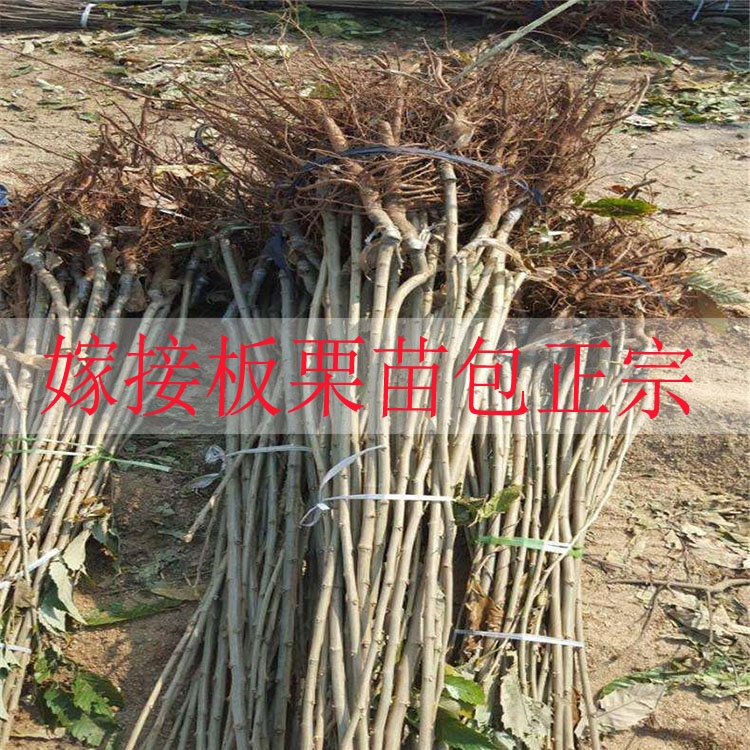有机板栗  嫁接板栗树苗大红袍栗子各种水果苗南方北方地栽种植当年结果