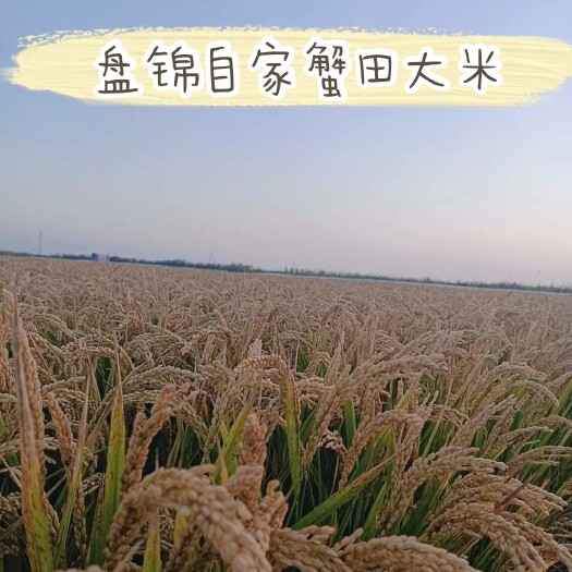 盘锦盘锦大米  盘锦自家蟹田大米