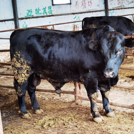 梁山县出售小牛犊改良黄牛苗