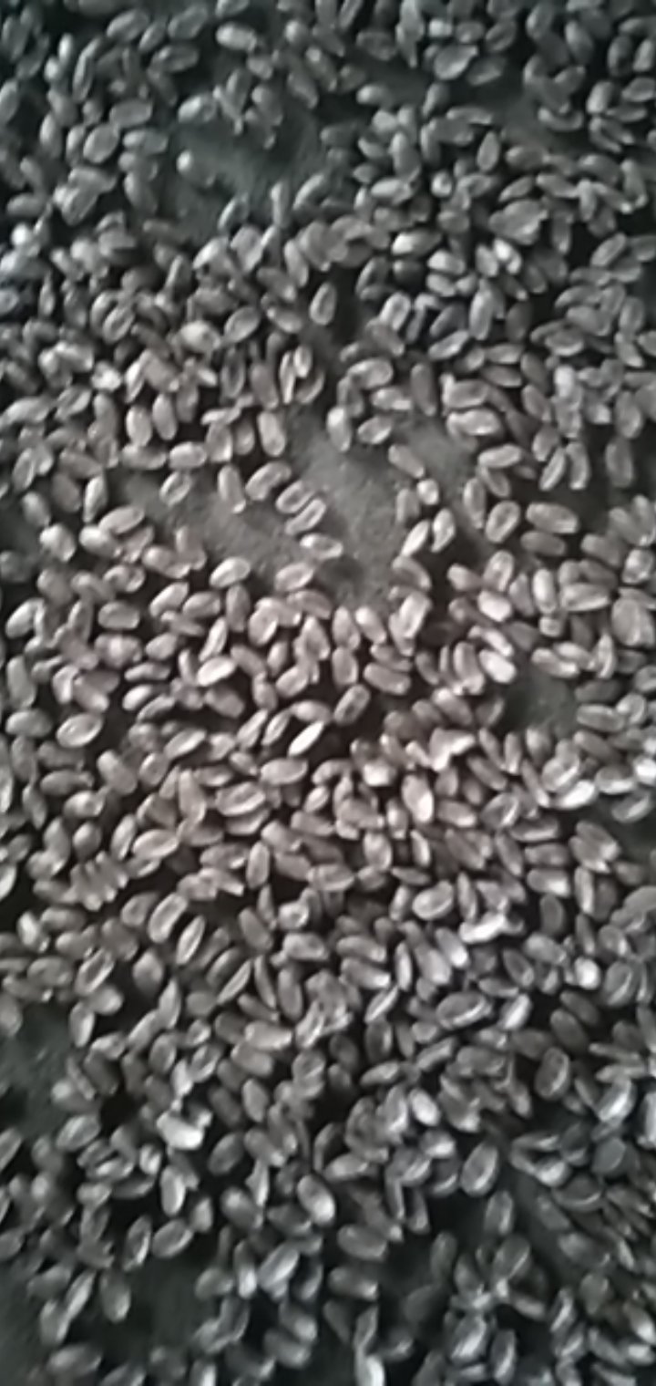 出售大量3号吊瓜子，求老板收购