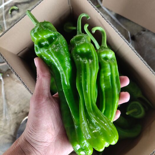 费县砀椒三号  砀椒，薄皮椒，苏椒5号，鲜辣椒，青椒