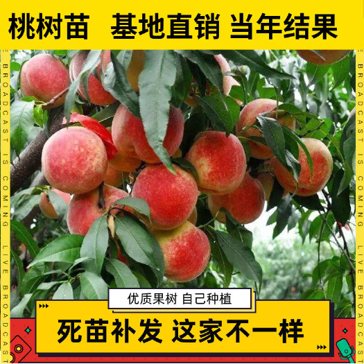 平邑县黄桃树苖果树桃树果苗嫁接桃子树水蜜桃苗盆栽地栽特大桃苗南北