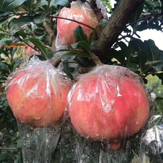 富平县红石榴 富平马家坡大石榴酸甜口感！大量批发