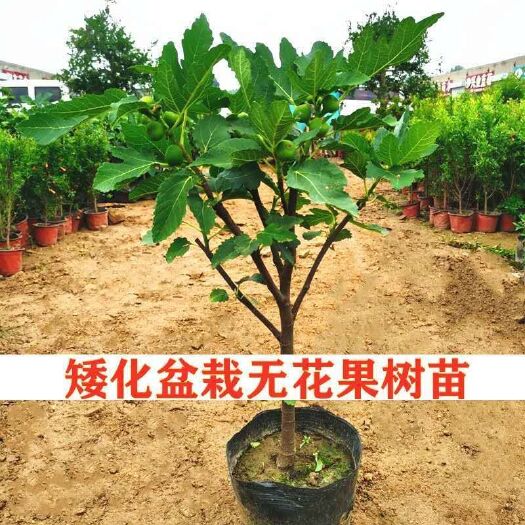 平邑县红心无花果苗 五花果品种齐全
