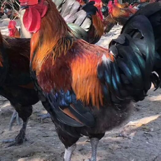 昆明云南瑶鸡苗   产地直供  疫苗齐全  品种纯正