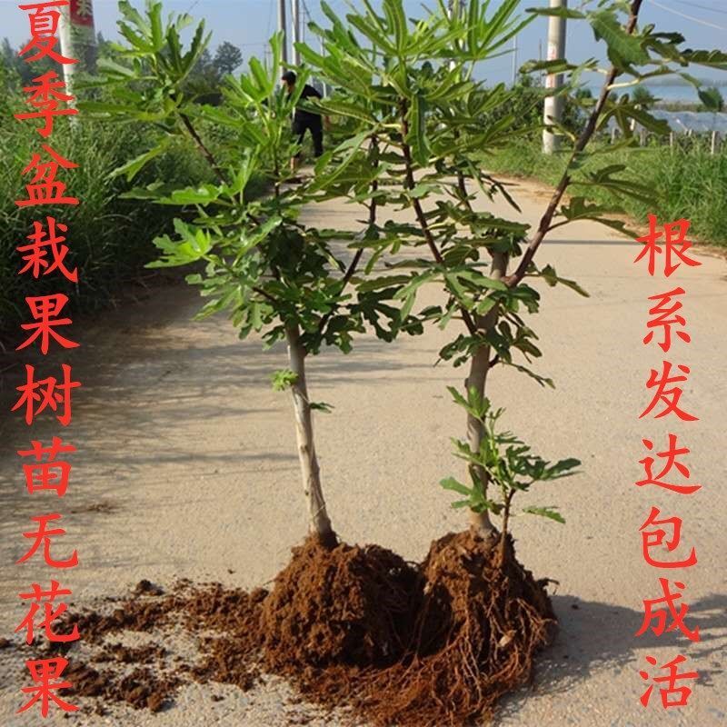 红心无花果苗 五花果品种齐全