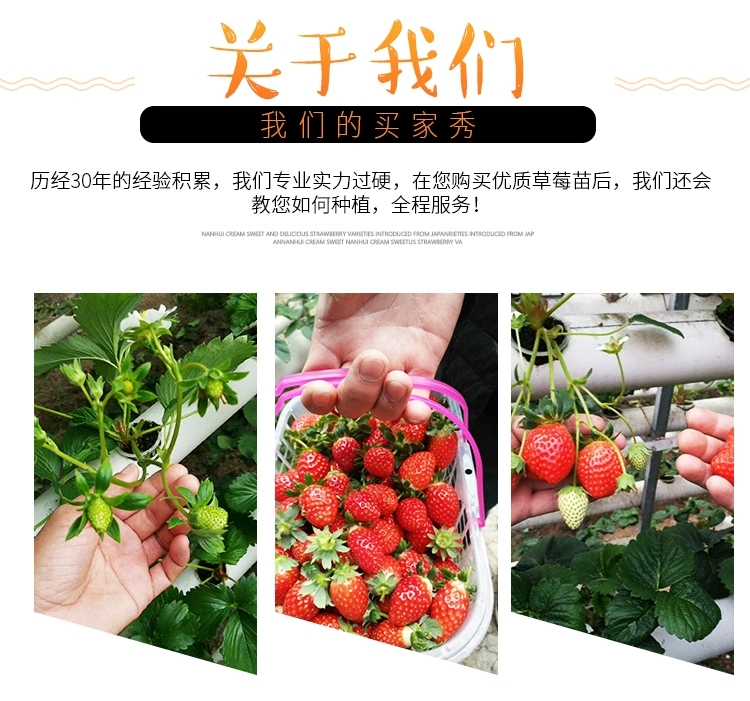 草莓苗种植带盆带土四季盆栽室内植物奶油草莓秧家庭阳台食用结果