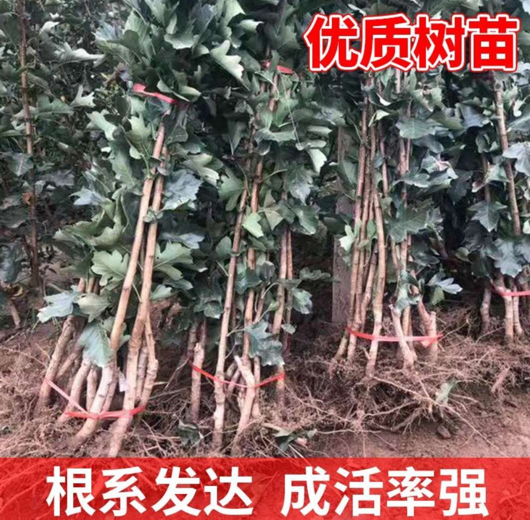 大绵球山楂树苗  保证嫁接苗，现挖现发，基地直销