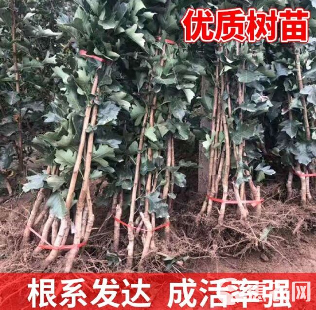 大绵球山楂树苗  保证嫁接苗，现挖现发，基地直销