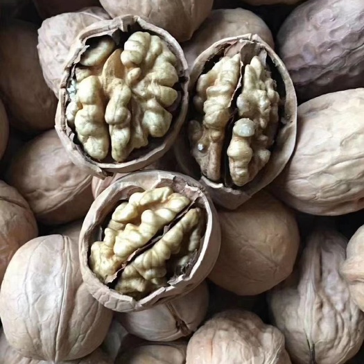 新疆核桃新货一手货源价格美丽