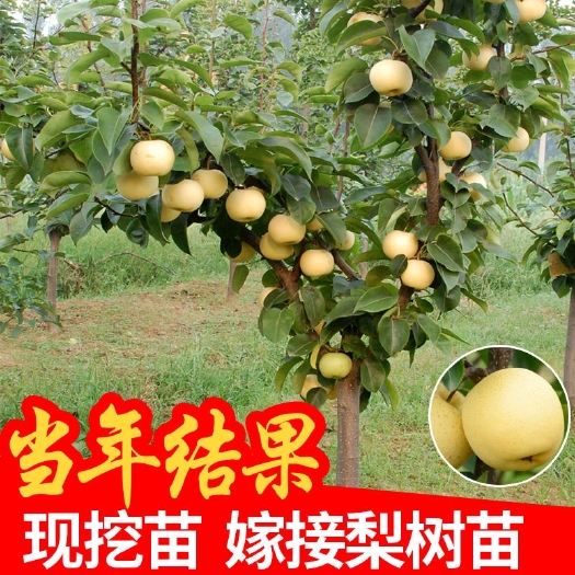 平邑县丰水梨苗  嫁接梨树苗南北方种植果树苗地栽砀山梨黄金翠冠梨红香梨当年结果