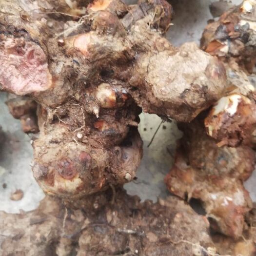 大理市云南红肉土茯苓，鲜货欢迎选购
