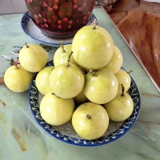 高州市芭乐黄金百香果  纯甜百香果