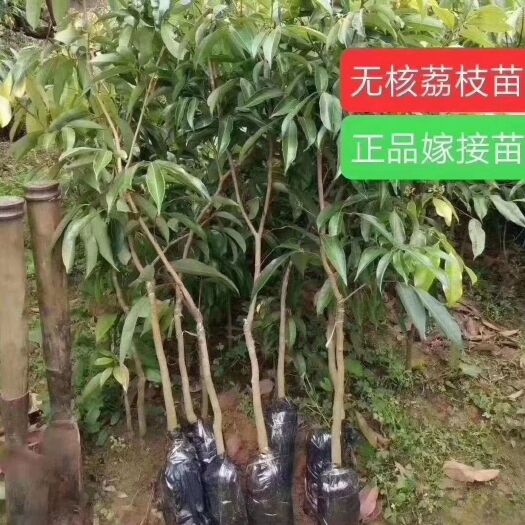 灵山县无核荔枝苗桂味果树妃子笑嫁接苗带土球发货