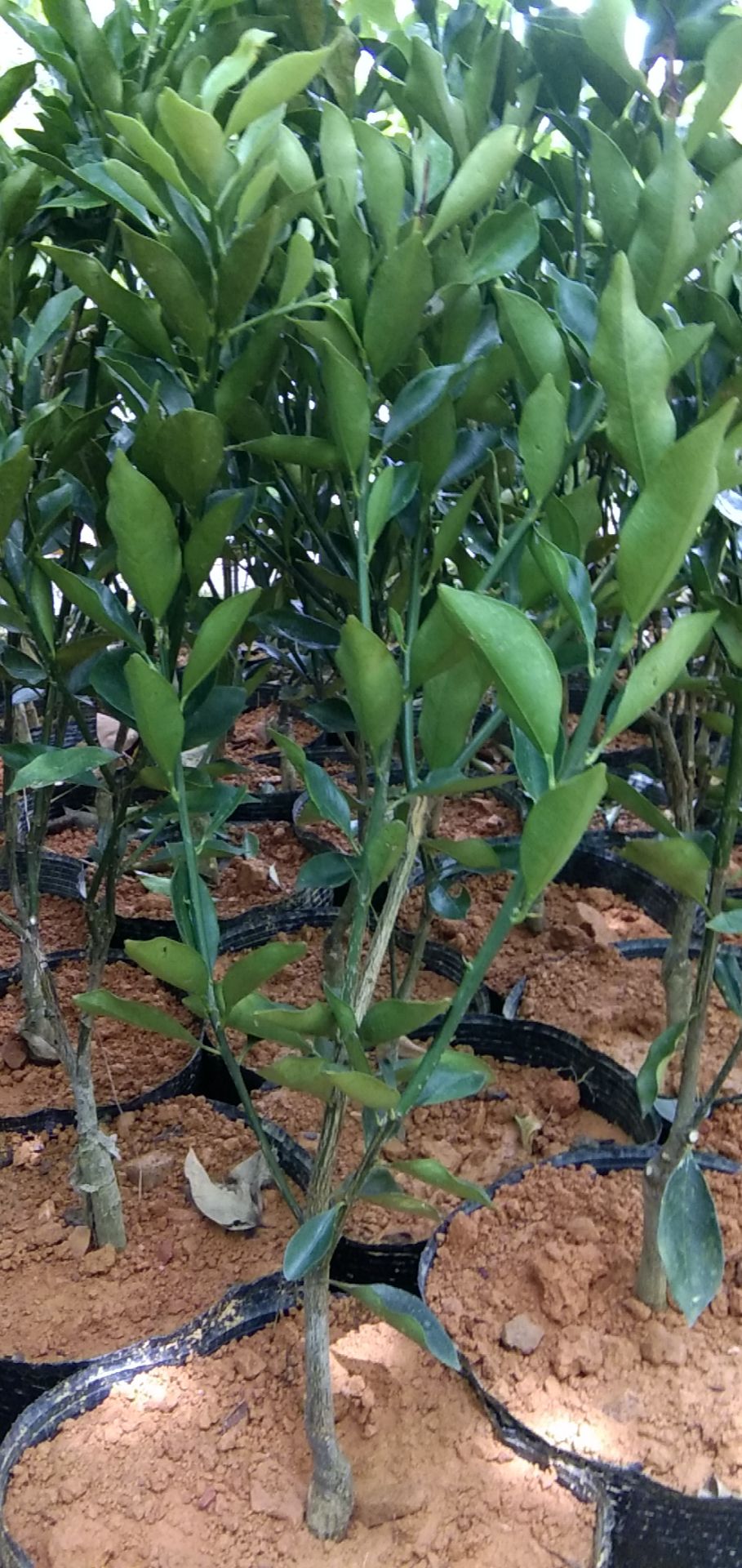 脆蜜金柑苗  广西名优水果脆蜜金柑优质果苗品种纯正根系发达产