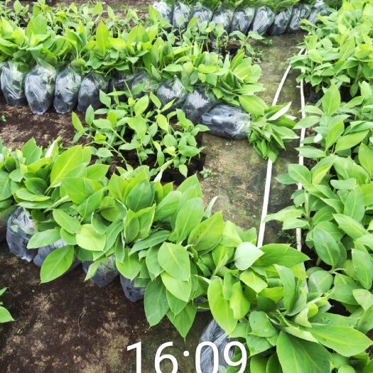 南宁威廉斯香蕉苗  今天继续出货香蕉苗20800株