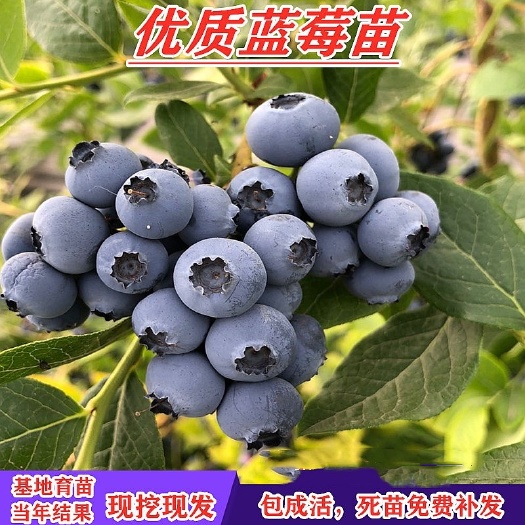 济南 蓝莓苗盆栽地栽特大蓝莓树果苗南方北方种植当年结果蓝莓树苗