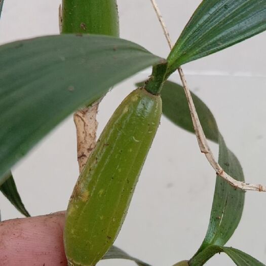 石橄榄（双叶大果）