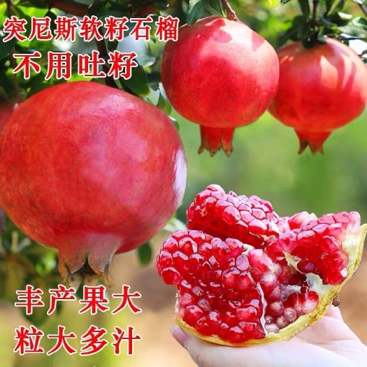 平邑县石榴树苗 石榴树树苗突尼斯软籽盆栽地栽当年结果室内庭院特大甜石榴树果树