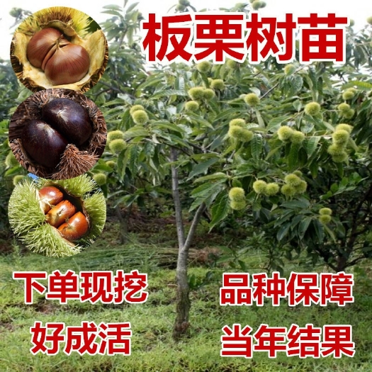 有机板栗  嫁接板栗树苗大红袍栗子各种水果苗南方北方地栽种植当年结果