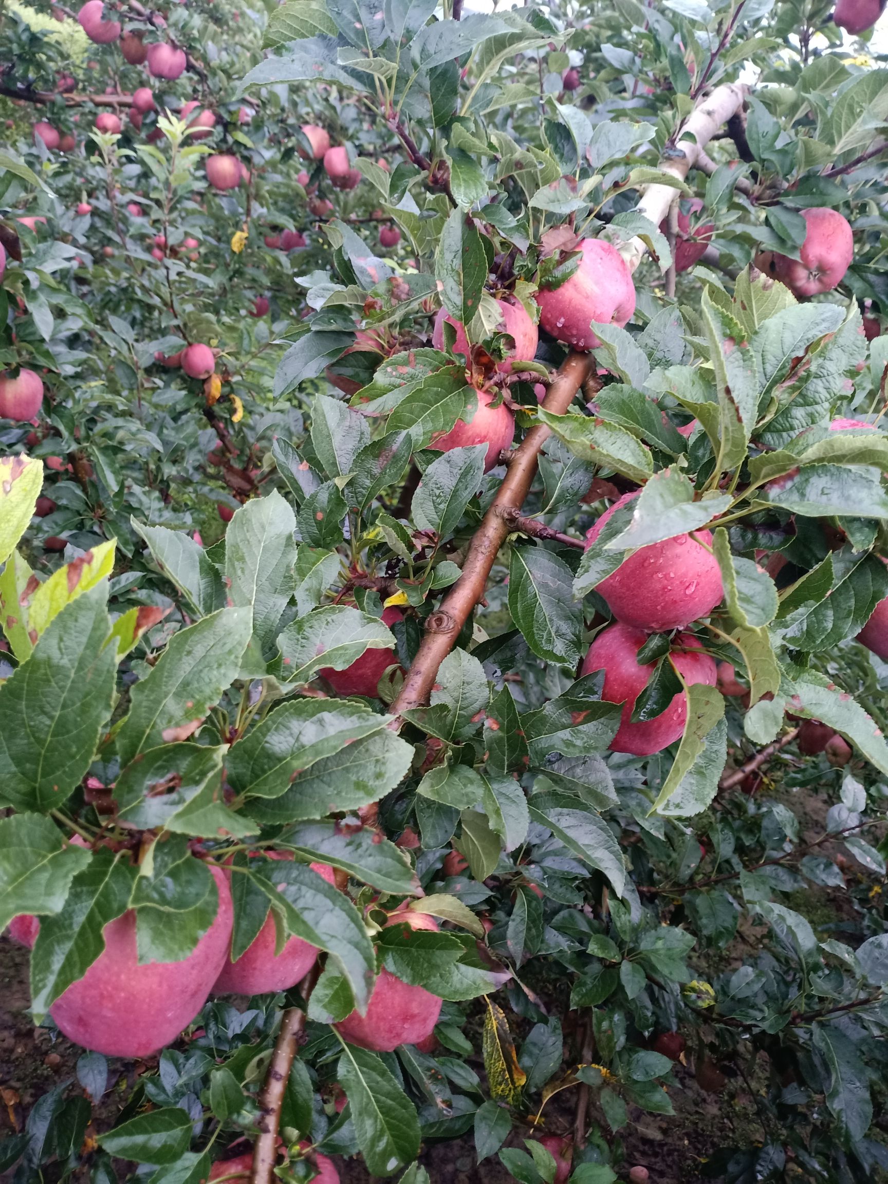 甘肃礼县花牛苹果