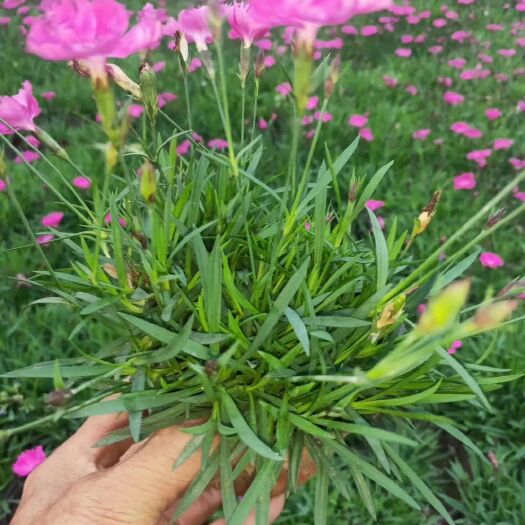 青州市欧石竹  宿根草花