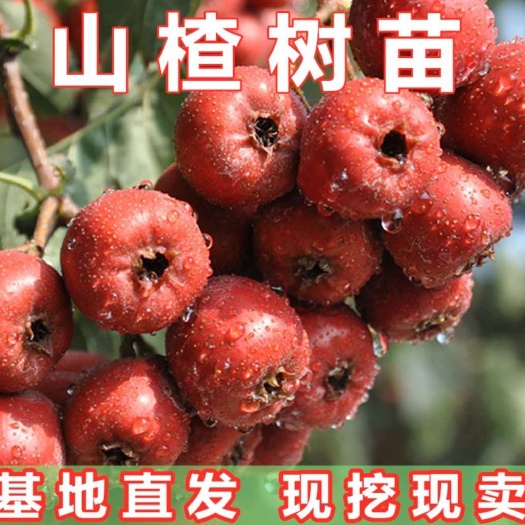 平邑县大绵球山楂树苗  保证嫁接苗，现挖现发，基地直销