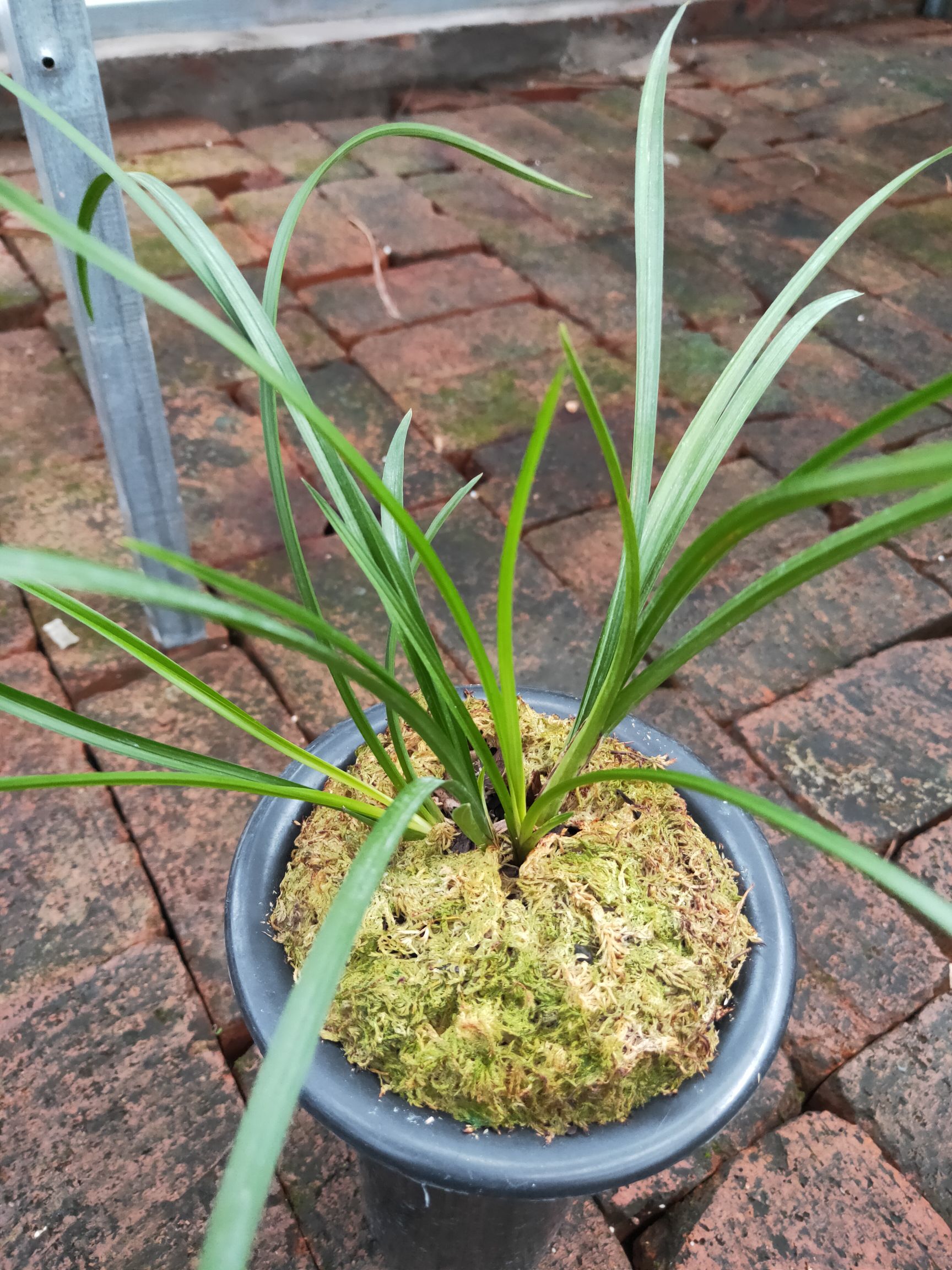  莲瓣兰粉荷，矮种粉色荷瓣。苗子健壮，品种品质保证。