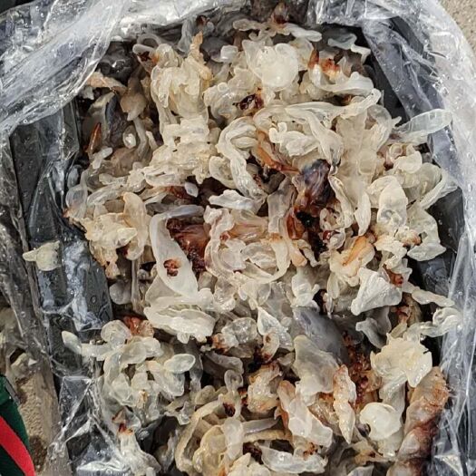 秦皇岛渤海海蜇 今年新货海蜇（麻蜇）