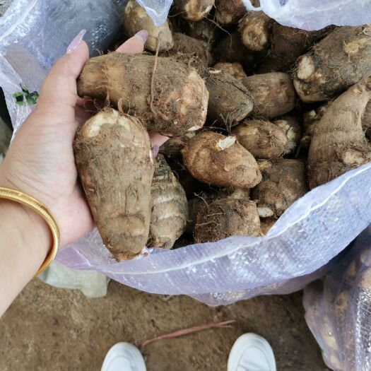 宁波毛芋头 芋头产地大量供应   质量保证   全国发货