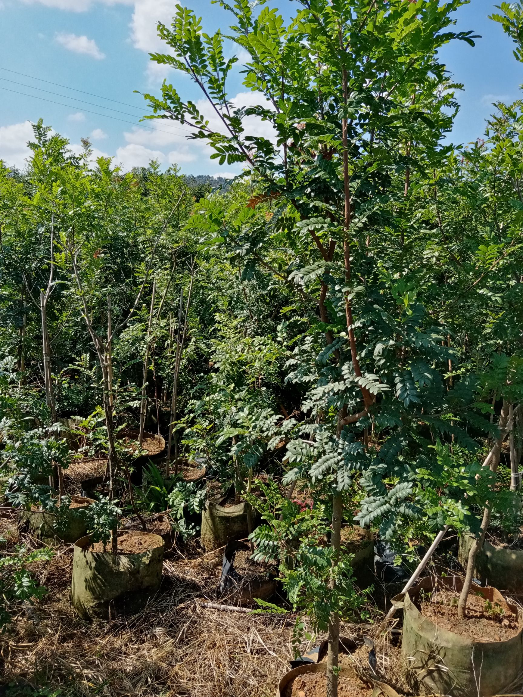 清香木 地径3公分的清香袋苗