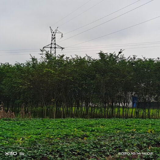 绵阳小叶朴 