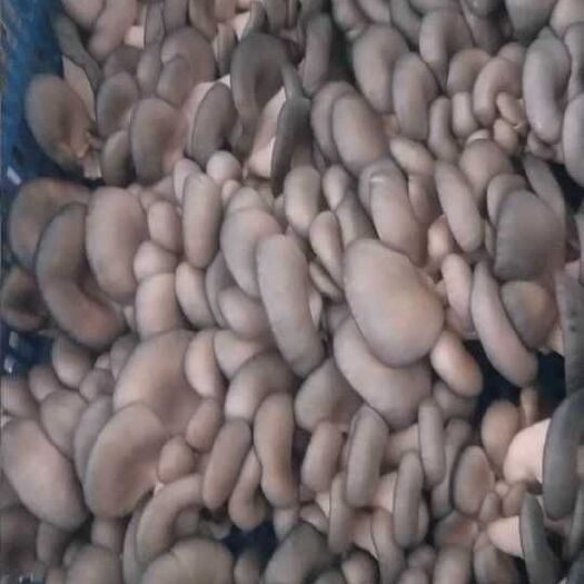 如东县平菇菌种  平菇栽培种食用菌菌种大量供应