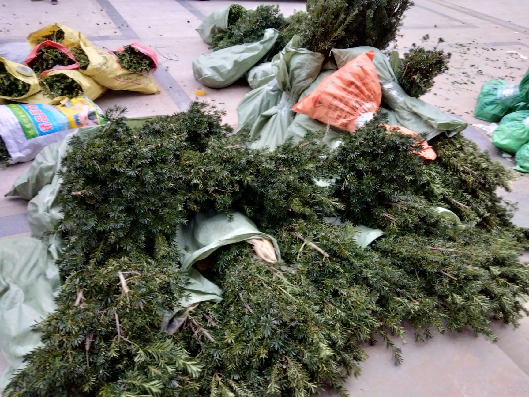 雀舌罗汉松  实图实地拍摄，苗好，服务好，不懂Ps诚信更实在些……