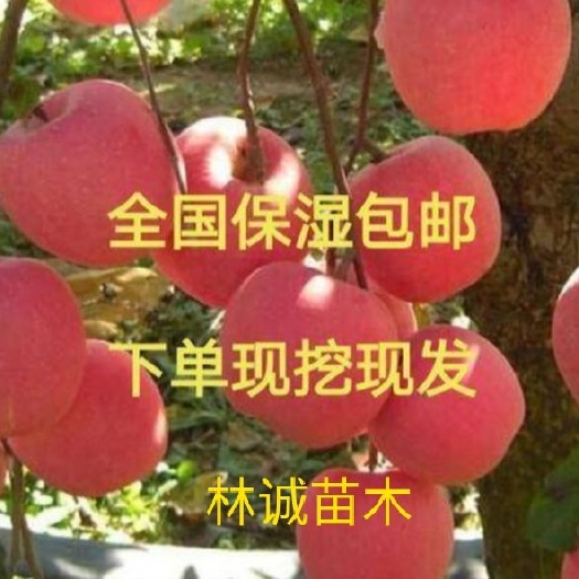 绛县冰糖心苹果苗 冰糖心红富士苹果成品苗 产地直销 包品种