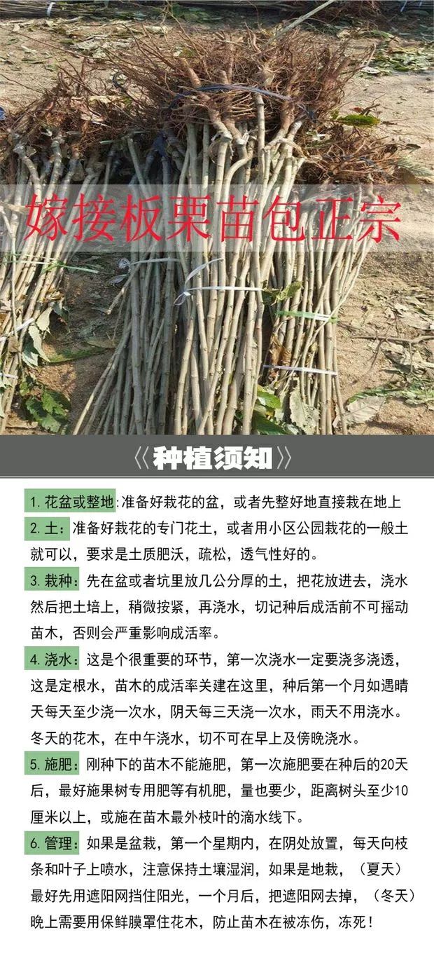 有机板栗  嫁接板栗树苗大红袍栗子各种水果苗南方北方地栽种植当年结果