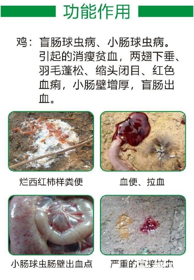 微生物饲料添加剂  家禽无抗，小肠，盲肠球，中成分产