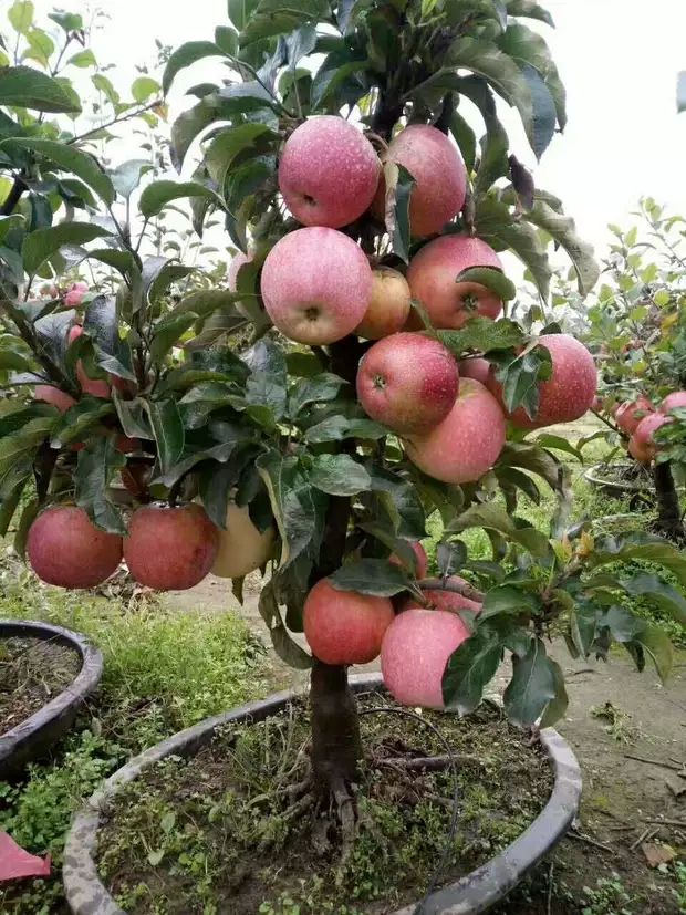 苹果盆栽 盆栽苹果树